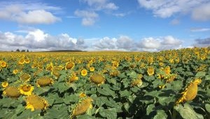 Sunflower Wind Project Photo 347