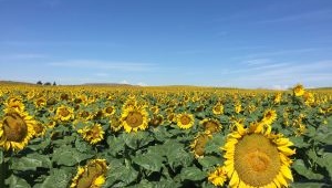 Sunflower Wind Project Photo 355
