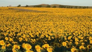 Sunflower Wind Project Photo 352